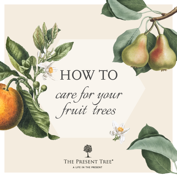 Garden Tips for Fruit Trees