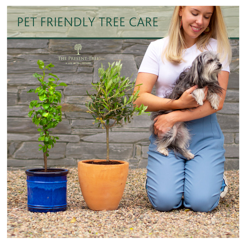 Pet Friendly Tree Care The Present Tree