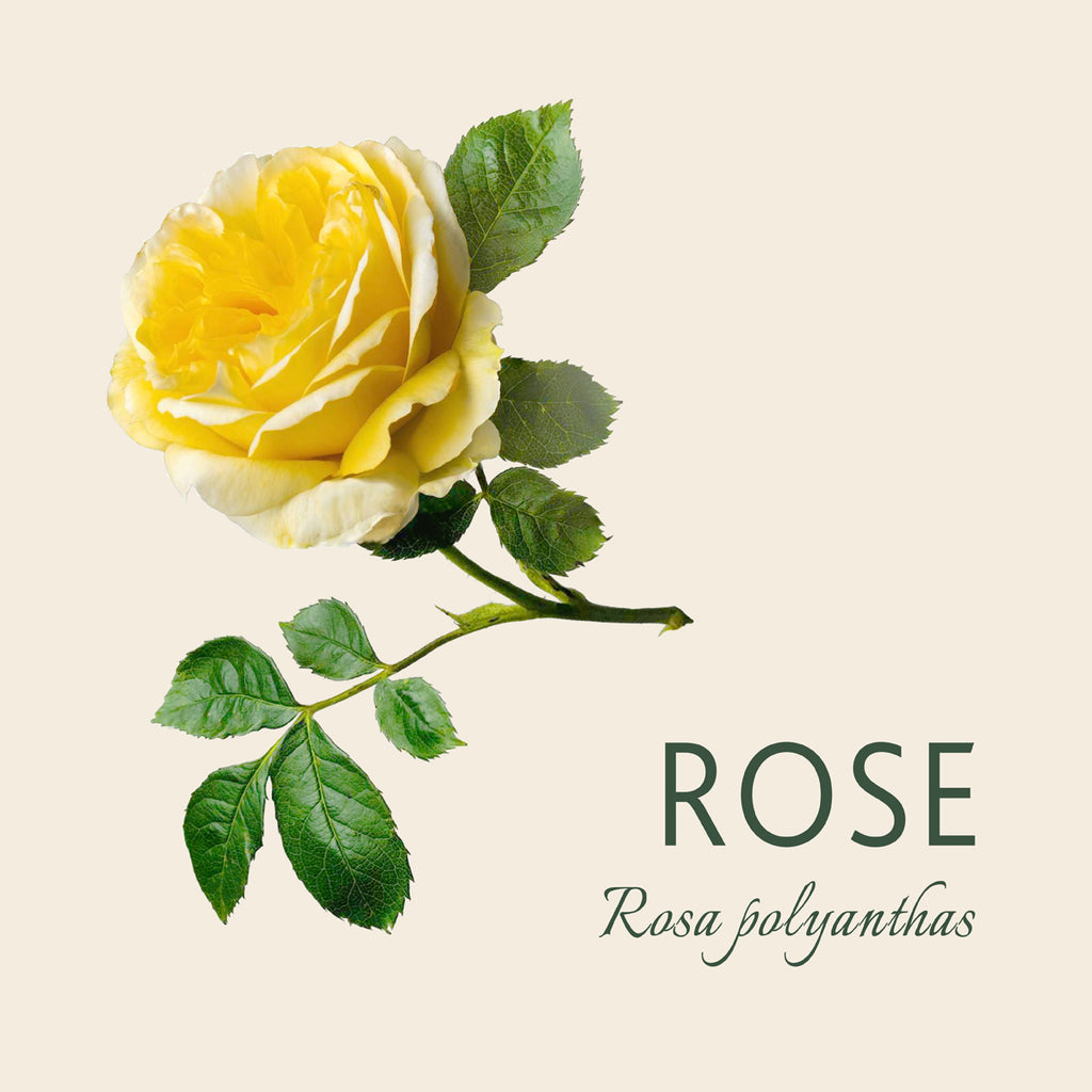 Rose, Care tips for roses, Rose meaning