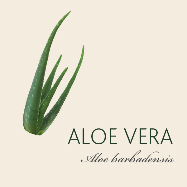 Every Aloe Vera has a story...