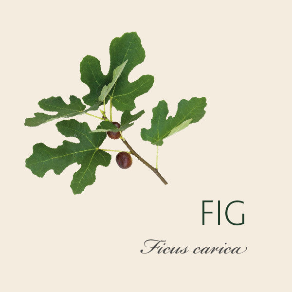 Every Fig tree has a story