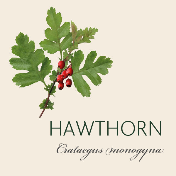 Every Hawthorn tree has a story...