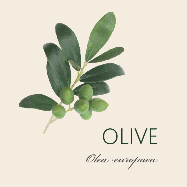 Oliver's meaning -- olive tree -- symbolizes peace and