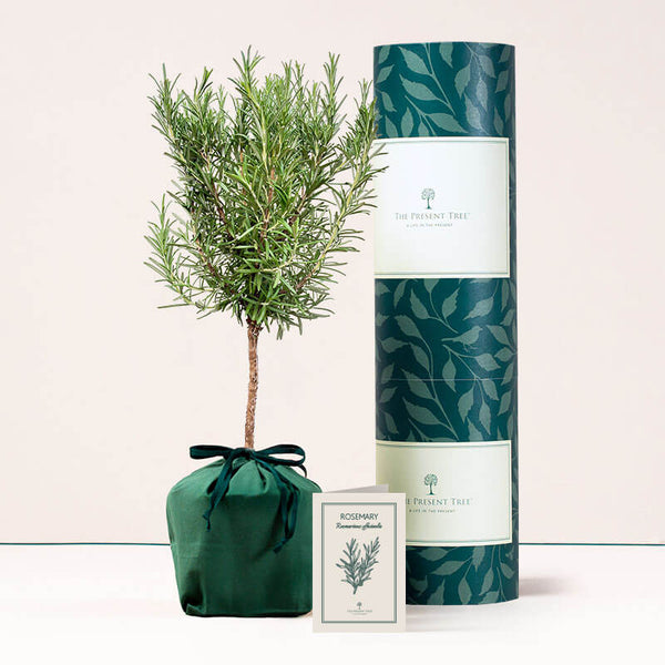 Rosemary with tube and card