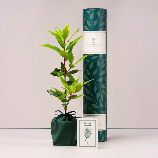Bay tree with tube and card