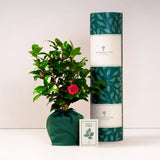 Camellia with tube and card