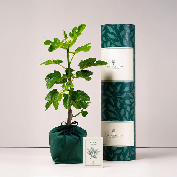 Fig tree with tube and card