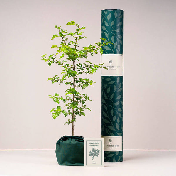 Hawthorn tree with tube and card