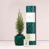 Juniper tree with tube and card