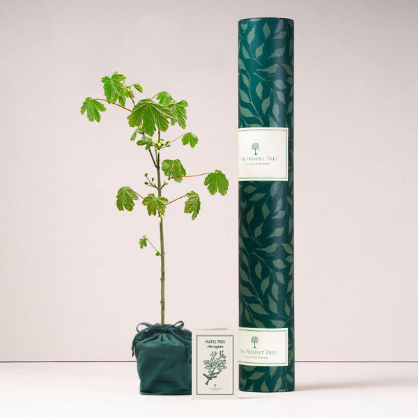  Maple tree with tube and card