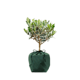 Olive Mini tree