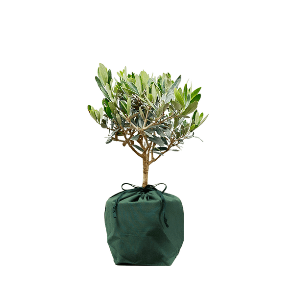Olive Mini tree