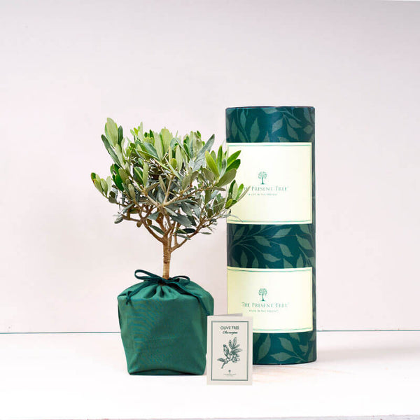  Olive tree Mini with tube and card