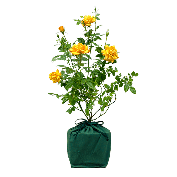 Rose Bush Yellow