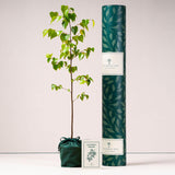 Silver Birch tree with tube and card
