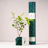 Tea tree with tube and card