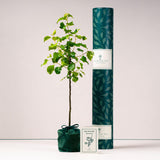Wild Pear tree with tube and card