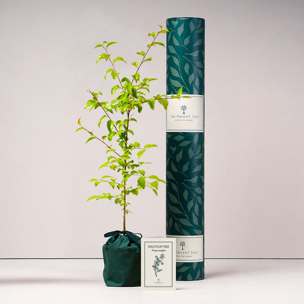 Wild Plum tree with tube and card