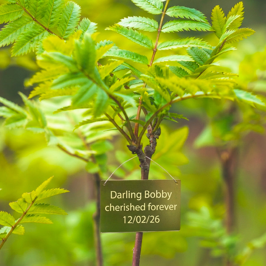 Young tree with a brass plaque reading 'Darling Bobby cherished forever 12/02/26'