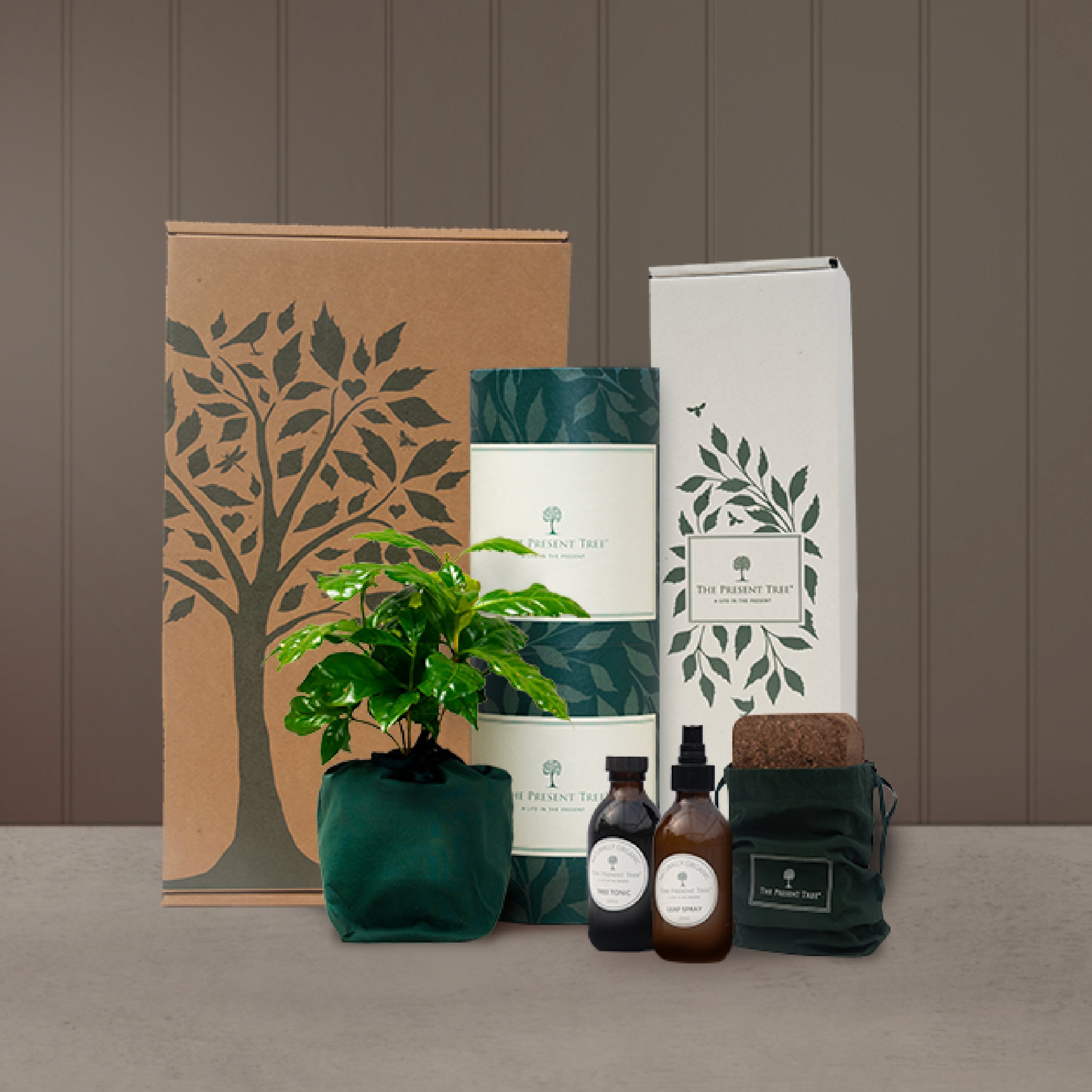 indoor plant gift box Indoor Plant Gift Hamper | The Present Tree