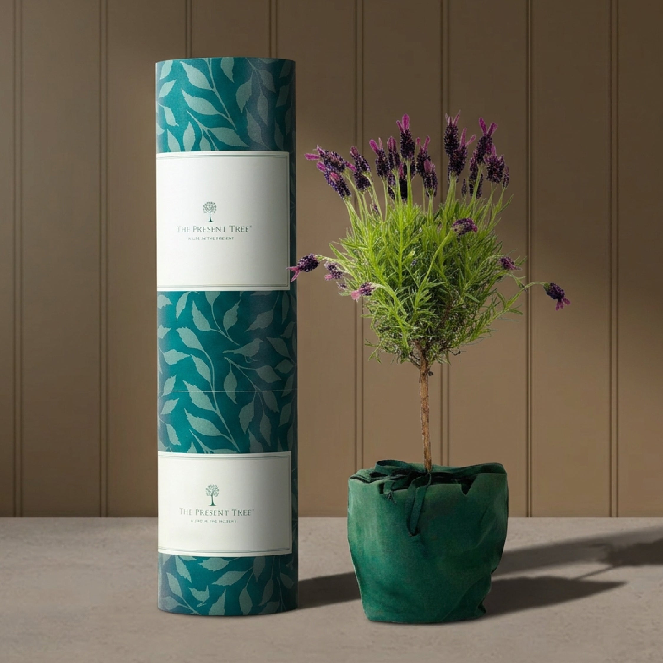 lavender tree gift Lavender Tree Gift | The Present Tree