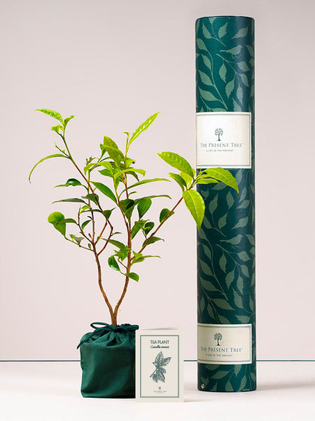 Tea Plant Gift, Ethical Tree & Plant Gifts