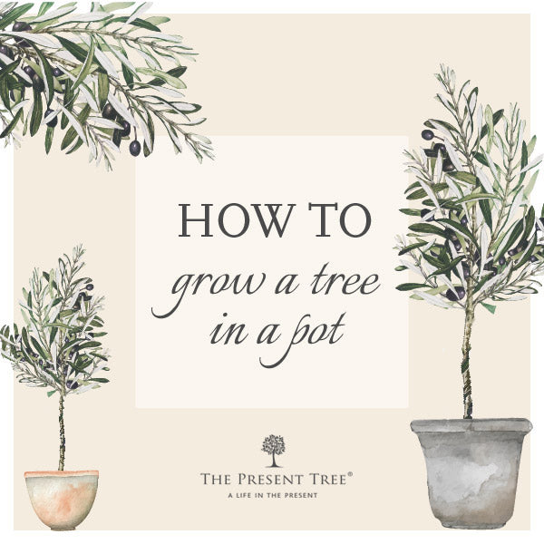 How to Grow a Tree in a Pot