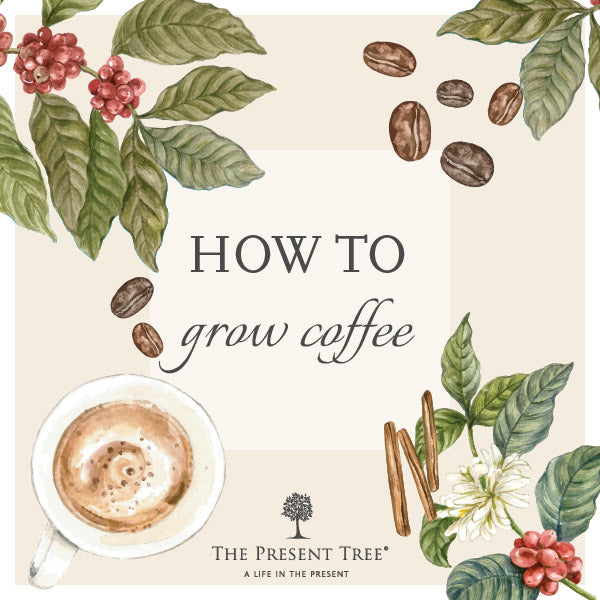 How to Grow Coffee