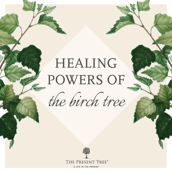 Healing Powers of the Silver Birch Tree