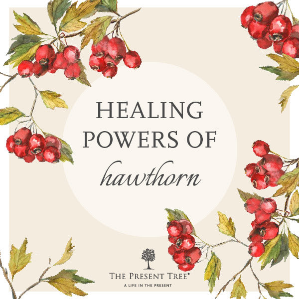 The Healing Powers of Hawthorn
