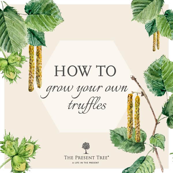 How To Grow Truffles | Garden Tips | The Present Tree