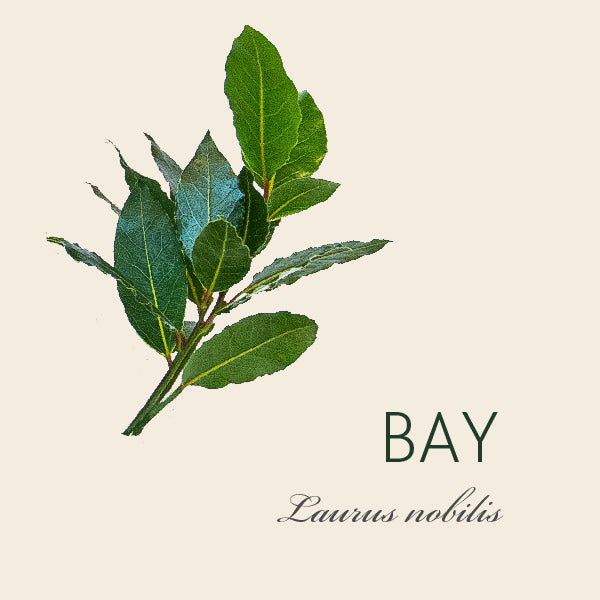 Every Bay tree has a story...