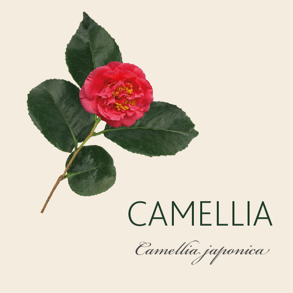 Every Camellia has a story...
