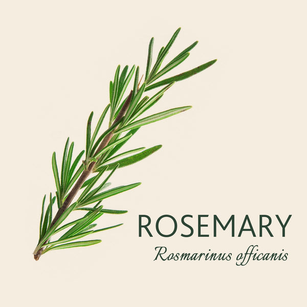 Every Rosemary has a story