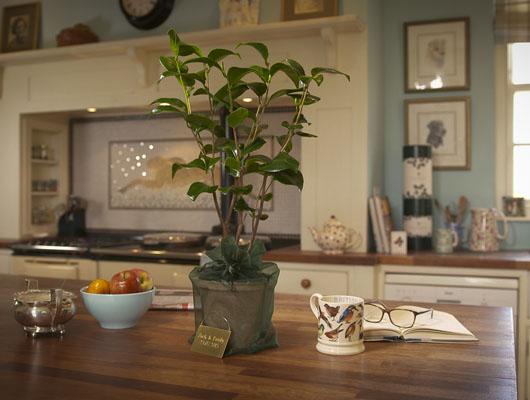 New Home Gifts | House Warming Present | The Present Tree