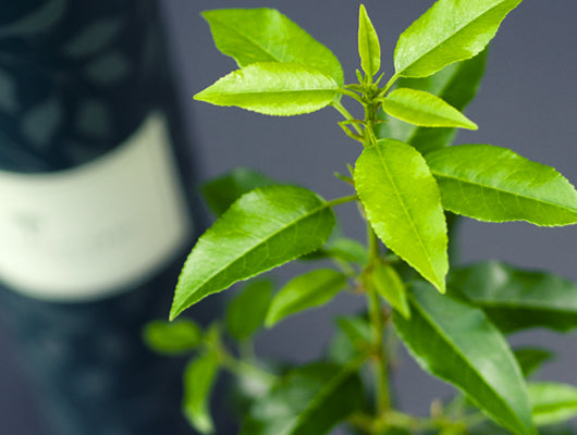 All Gifts | Tree & Plant Gifts | The Present Tree