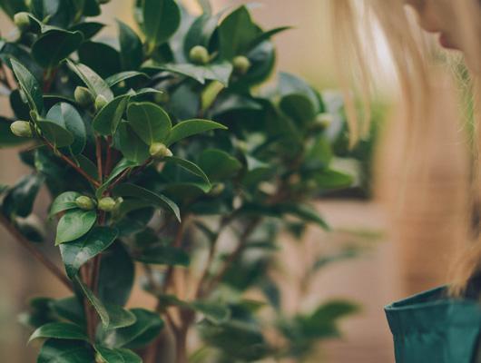 Evergreen Tree Gifts | Plant Gifts | The Present Tree