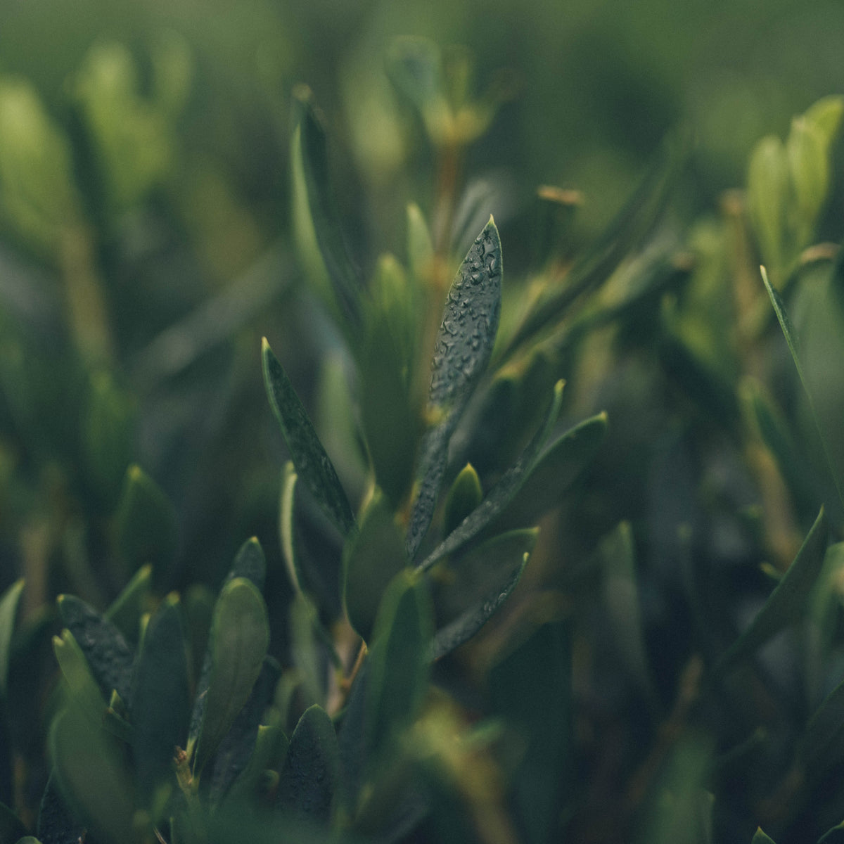 Olive tree