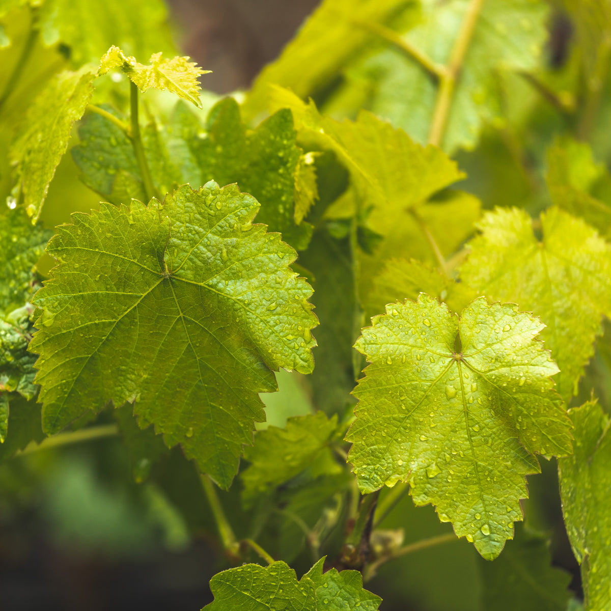 Grapevine