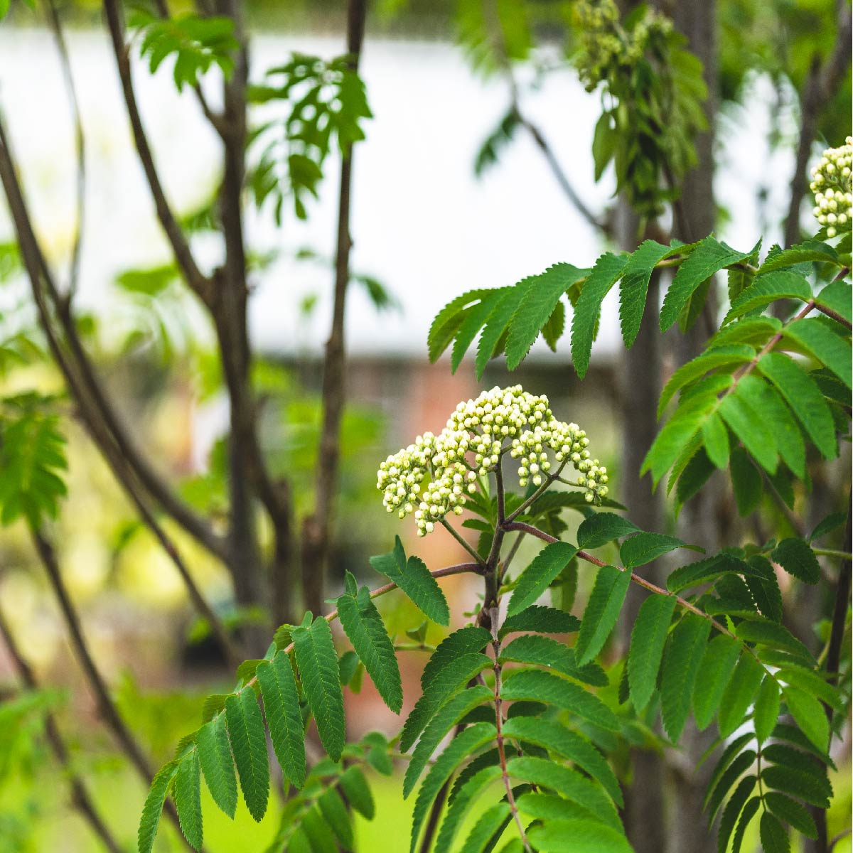 Rowan tree