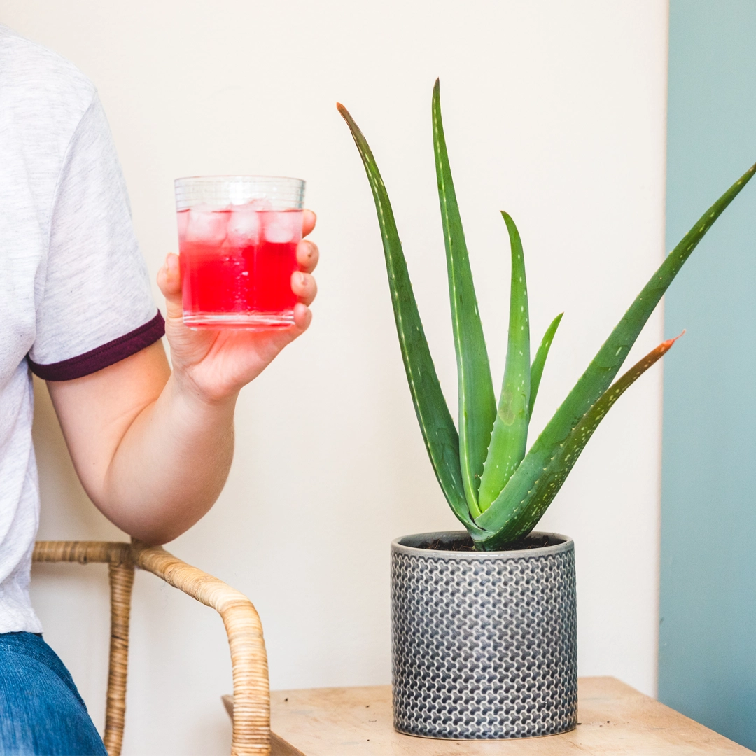 Aloe Vera