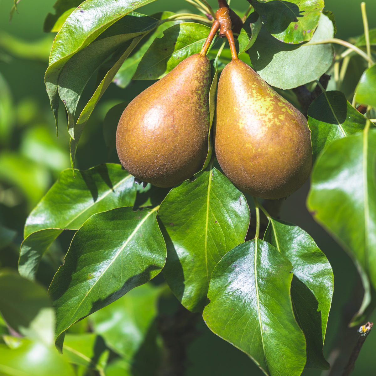 Wild Pear tree
