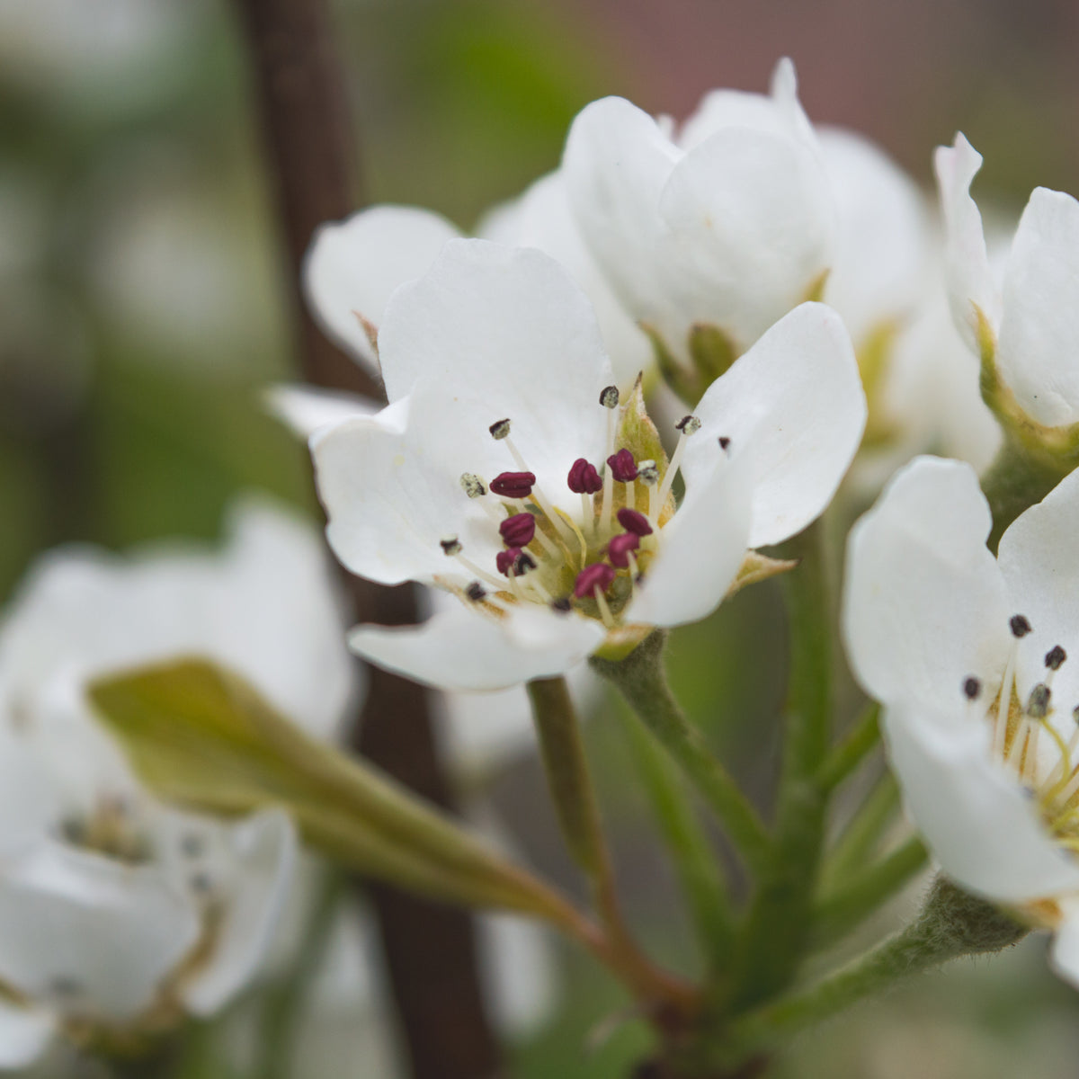 Wild Apple tree
