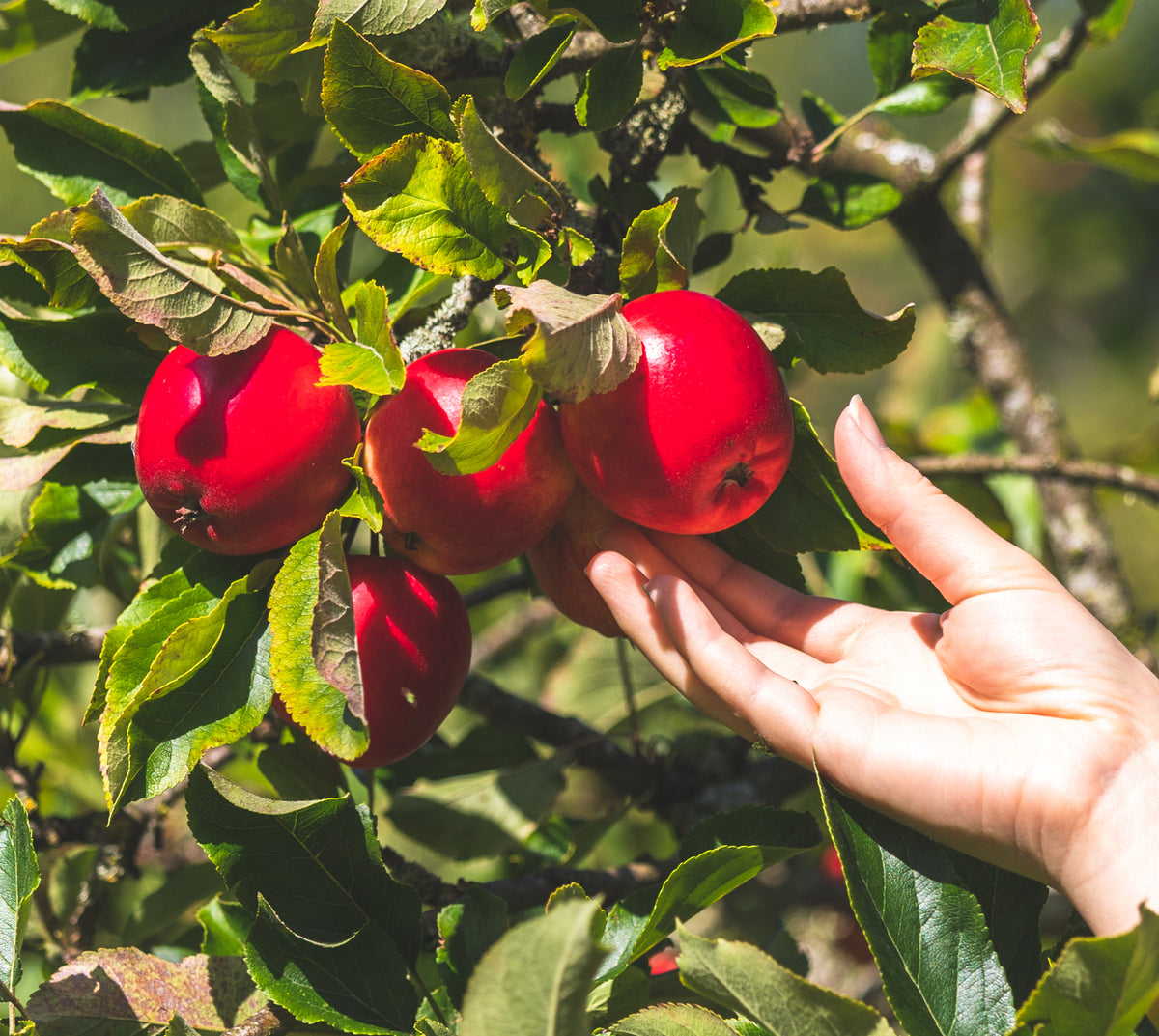 Wild Apple tree