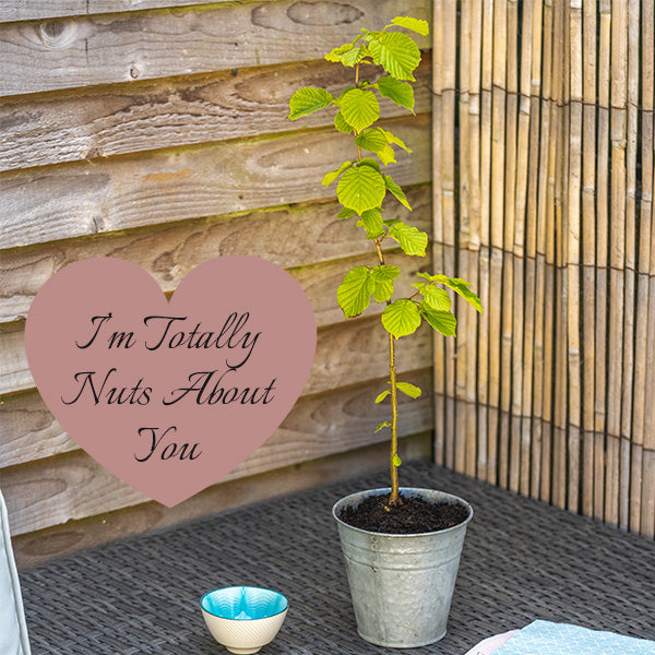 Hazel tree