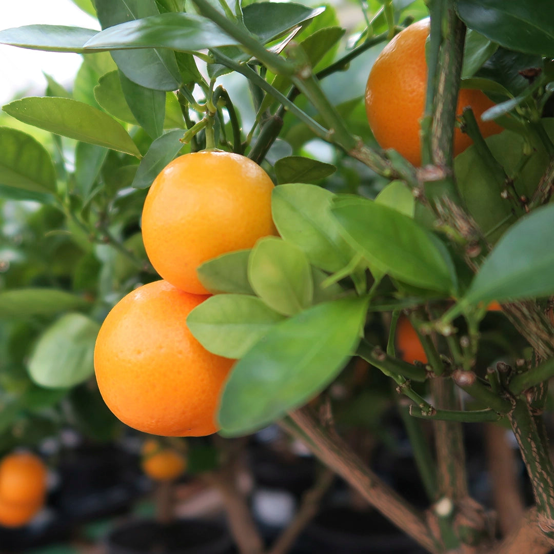 Close up of oranges on a tree