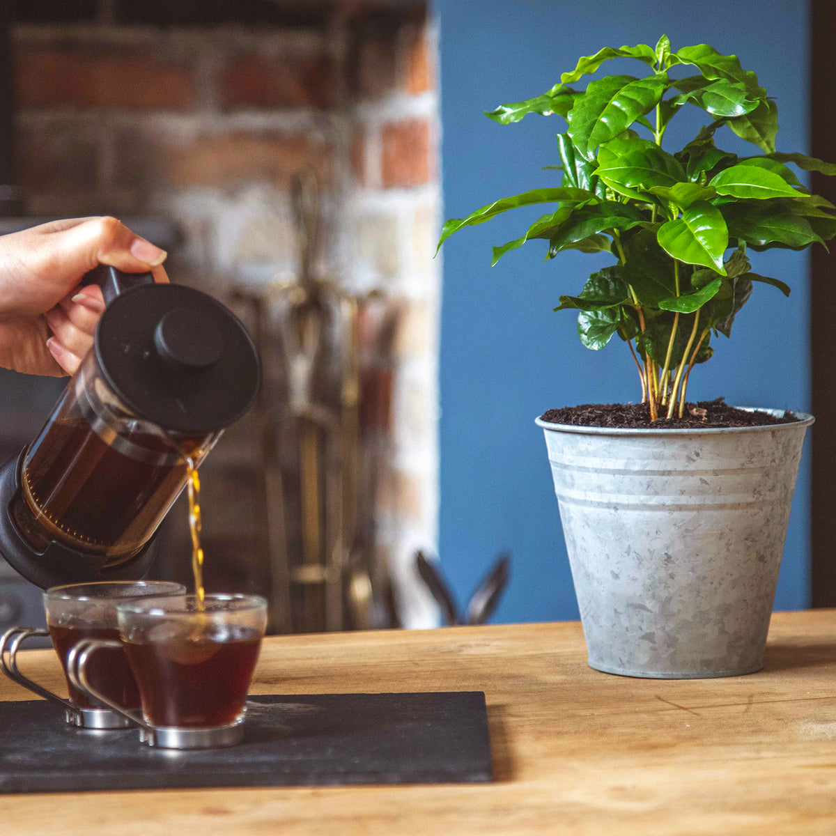 Coffee tree