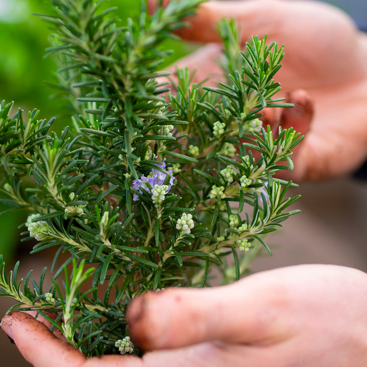 Rosemary