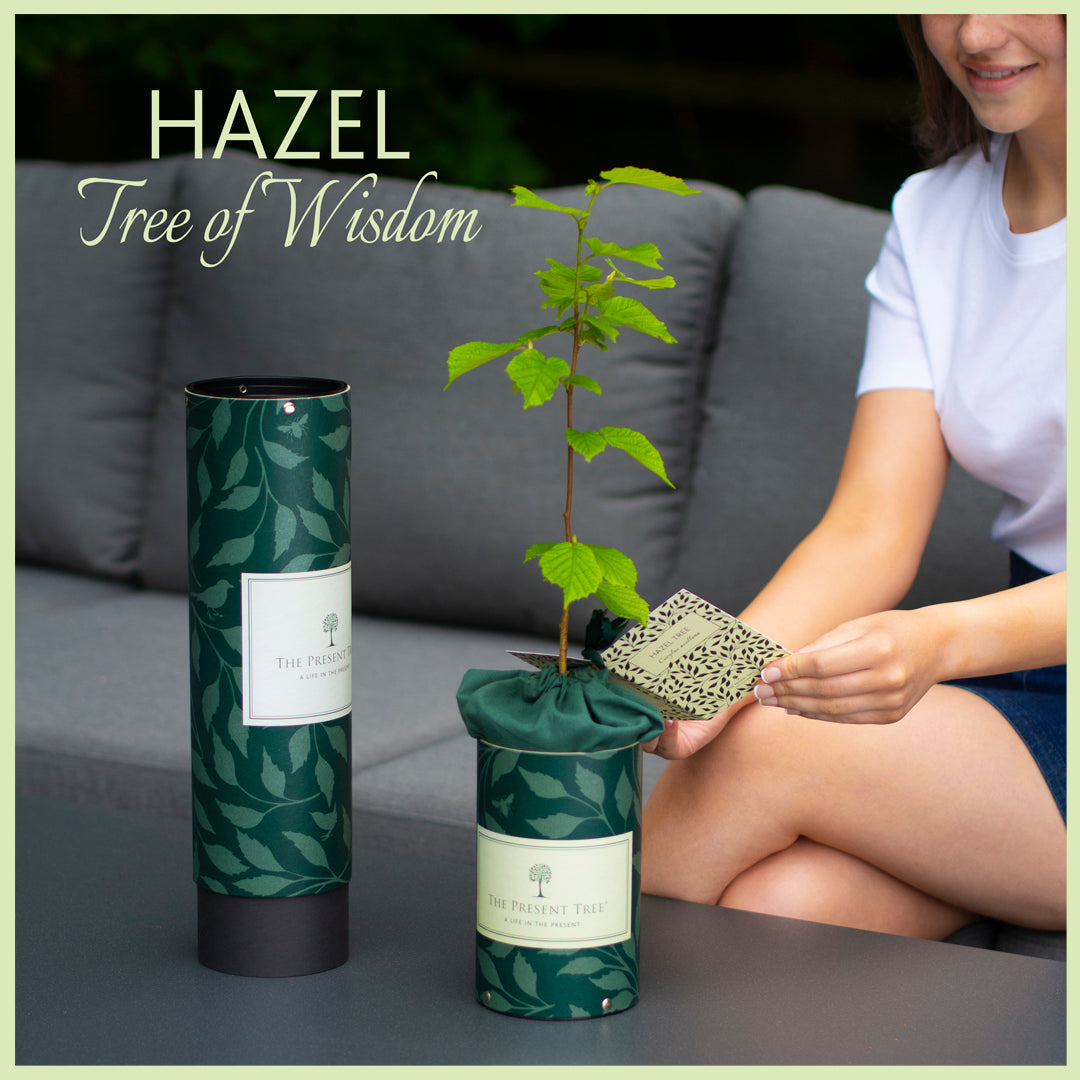 Hazel tree