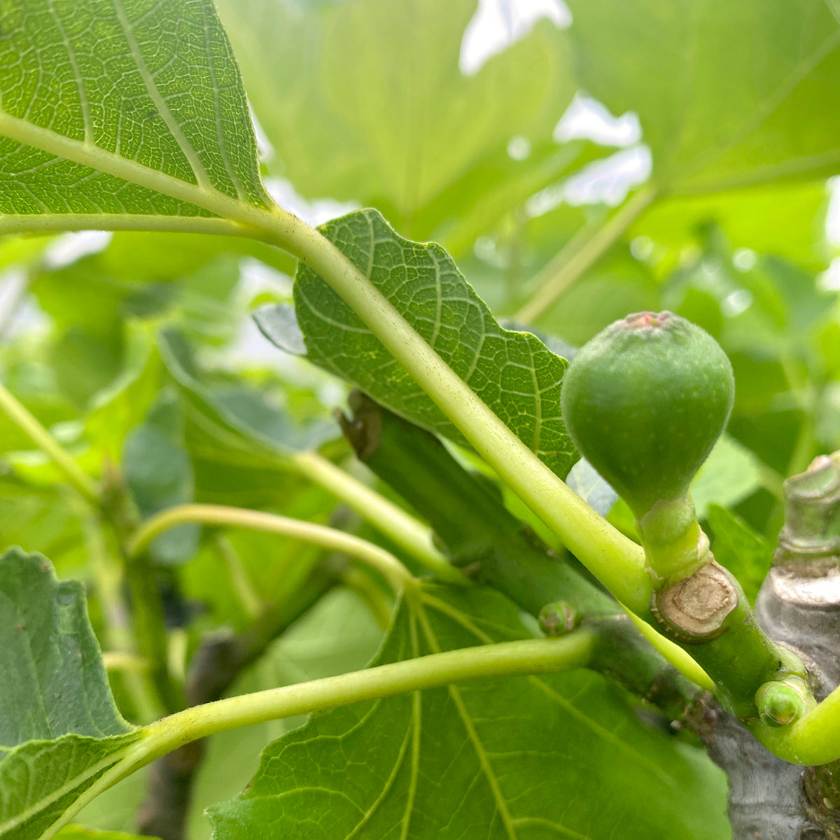 Fig tree